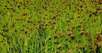 हुम्लाका गाँउघरमा कोदो भित्र्याउने चटारो , खेतबारी भरिभराउ