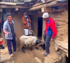 आज हुम्लामा पनि महाअष्टमी मनाइयो