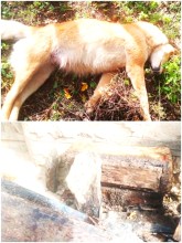 सिमकोटको वडा नम्बर–७ डाँडाफयामा भालुको आतंक, मौरी घारमा ठुलो क्षति