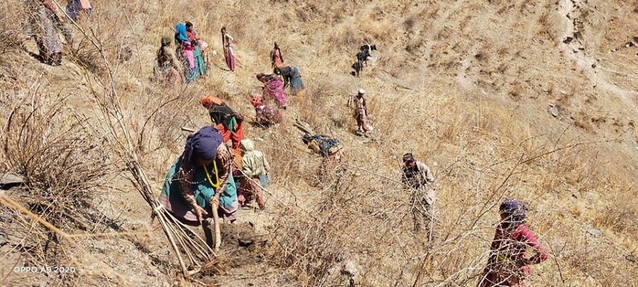 सर्केगाडका स्थानीय महिलाद्धारा वृक्षारोपण