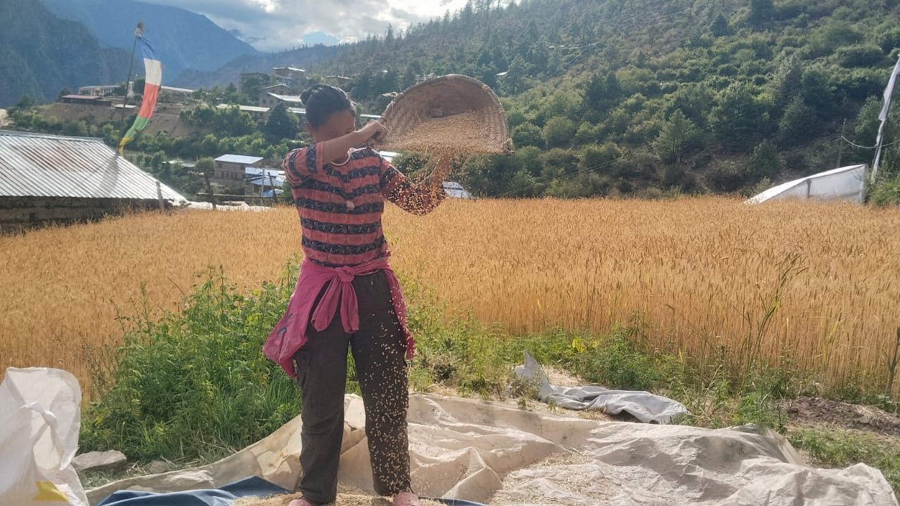 नाम्खा–४ मा जेठासी बाली भित्राउने चटारो, उवा उत्पादनमा वृद्धि ।।