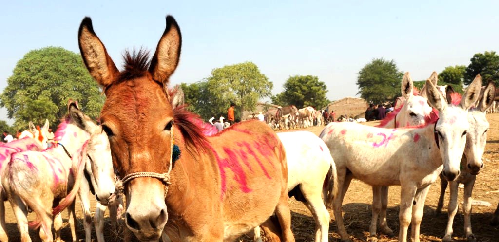 दैनिक जीवनका लागि आवश्यक सामान ढुवानी गर्ने मुख्य साधनका रूपमा पनि खच्चड पछिल्लो समय हराउदै