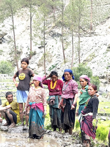   हुम्लामा असी प्रतिशत धान रोपाइ सम्पन्न