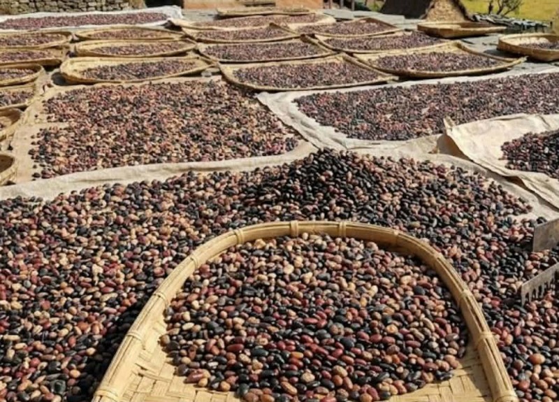 हुम्लामा स्थानीय सिमी खरिद, किसान उत्साहित