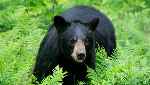 भालुको आक्रमणबाट तीन जना घाइते, एकको जिल्ल्ला बाहिर रेफर