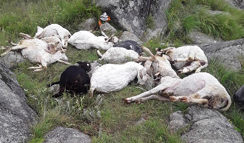 वर्षासँगैको पहिरोले रायाको वनमा पचास भेडा मरे